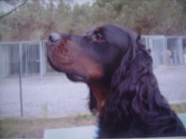 TR. CH. Vaal des Quasars